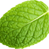 Fresh Spearmint